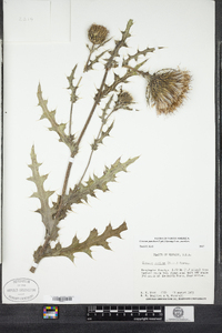 Cirsium pumilum image