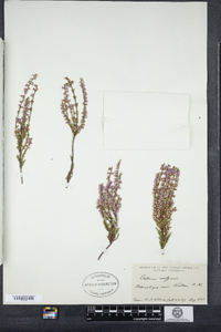 Calluna vulgaris image