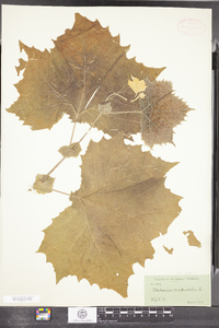 Platanus occidentalis image