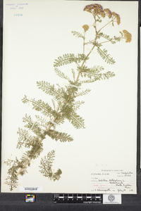 Achillea millefolium image