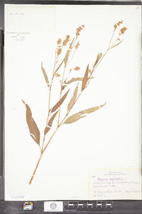 Polygonum lapathifolium image