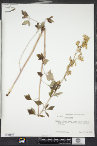 Prenanthes trifoliolata image