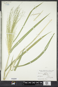 Panicum capillare image