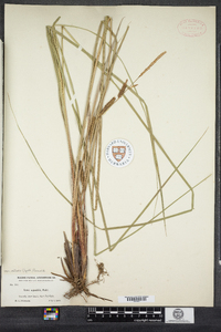 Carex aquatilis image