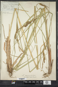 Carex aquatilis image