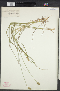 Carex arcta image