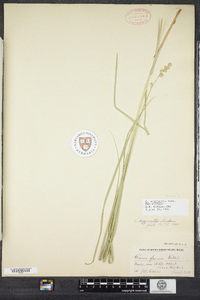 Carex argyrantha image