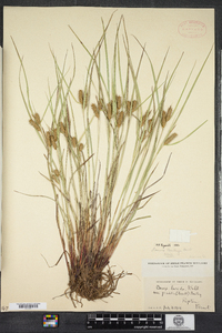 Carex baileyi image