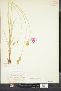 Carex bicknellii image