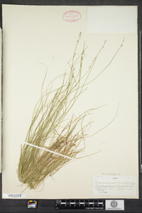 Carex canescens image