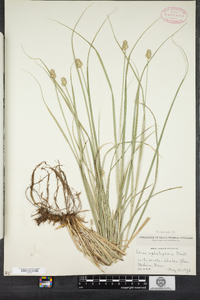 Carex cephalophora image