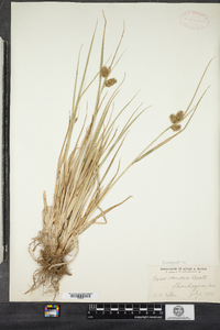 Carex comosa image