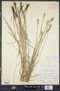 Carex cumulata image