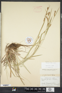 Carex granularis image