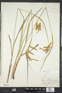 Carex gynandra image