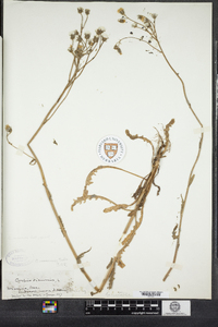 Image of Crepis nicaeensis