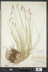 Carex hormathodes image