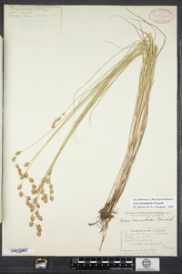 Carex hormathodes image