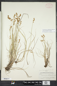 Carex hormathodes image