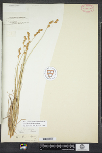 Carex hormathodes image