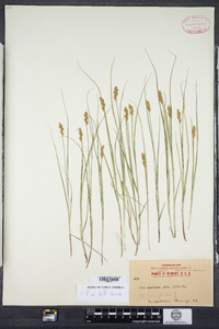 Carex crawfordii image