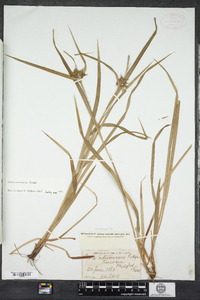 Carex intumescens image