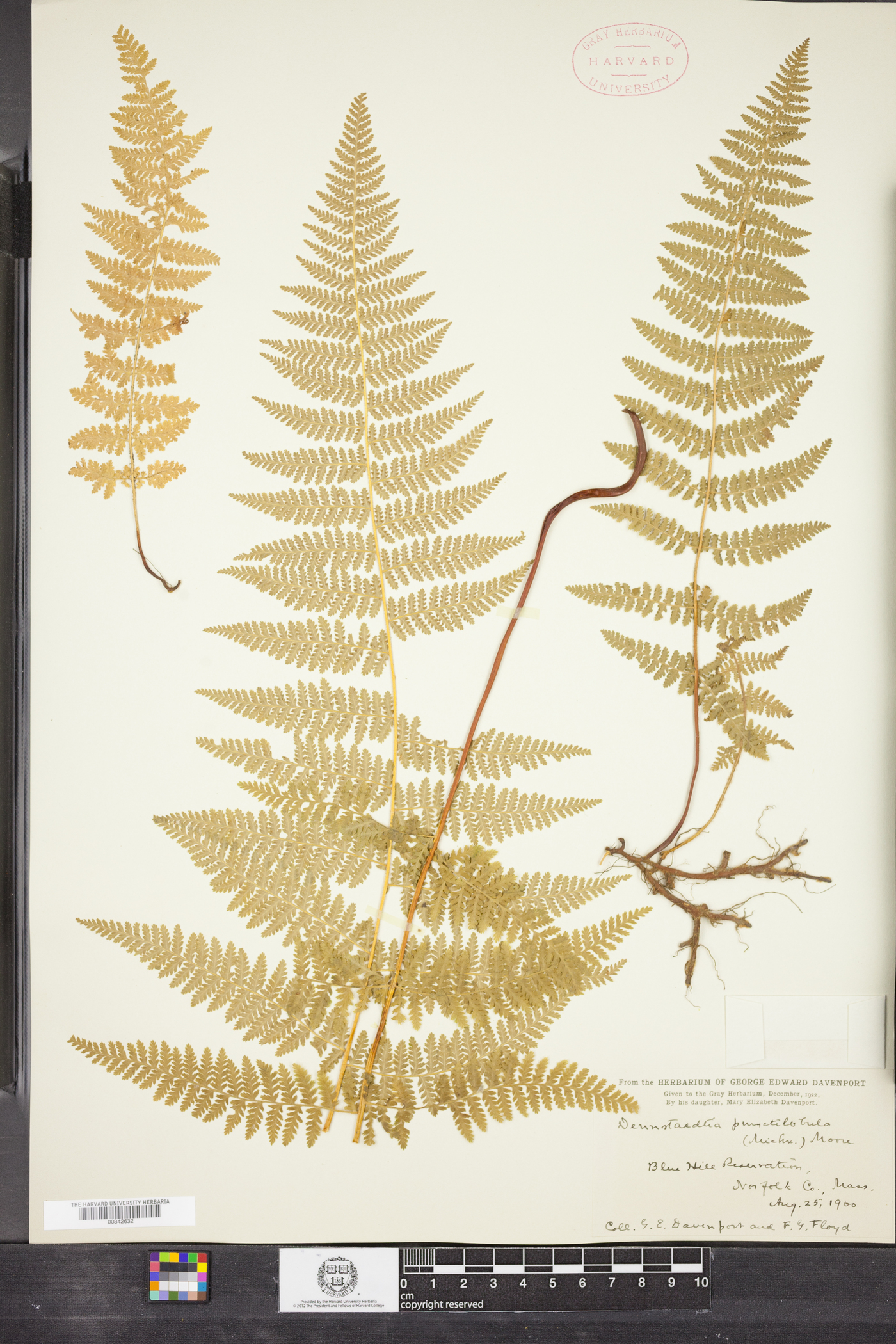 Dennstaedtia punctilobula image