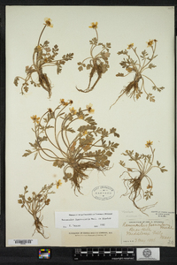 Ranunculus fascicularis image