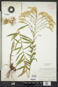 Solidago odora image