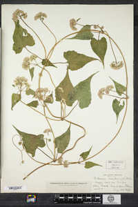 Mikania scandens image