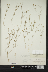 Polygala verticillata image