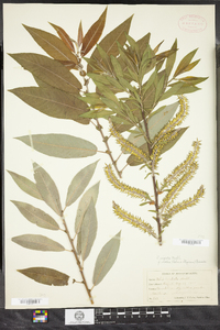 Salix eriocephala image