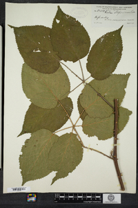 Rubus allegheniensis image