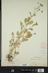 Barbarea vulgaris image