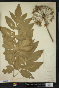 Angelica atropurpurea image