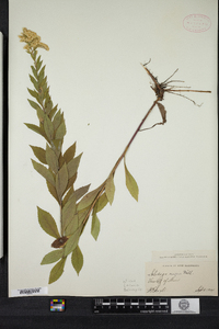 Solidago rugosa image