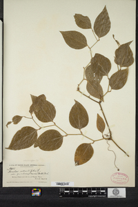 Smilax rotundifolia image