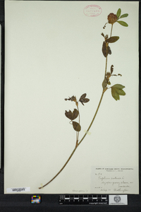 Trifolium pratense image