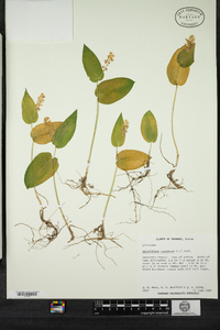 Maianthemum canadense image