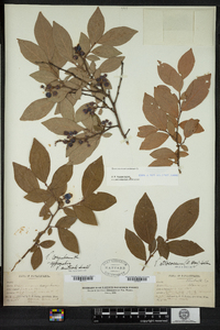 Vaccinium corymbosum image