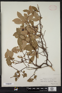 Vaccinium corymbosum image