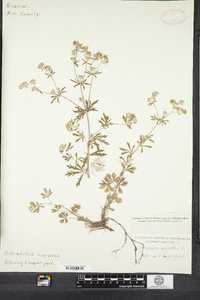 Potentilla argentea image