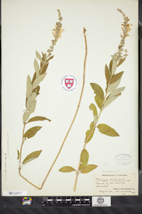 Teucrium canadense image