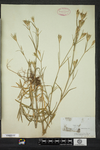 Dianthus armeria image