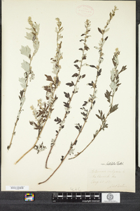 Artemisia vulgaris image