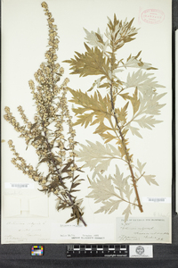 Artemisia vulgaris image