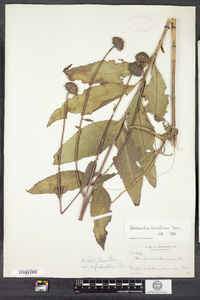 Helianthus laetiflorus image