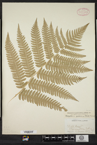 Dryopteris goldiana image