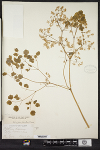 Thalictrum dioicum image