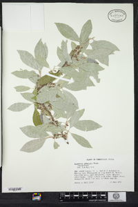 Elaeagnus umbellata image